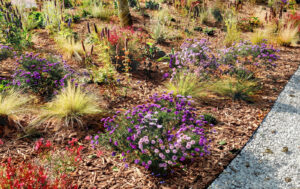 Garden-with-wood-chips-mulch